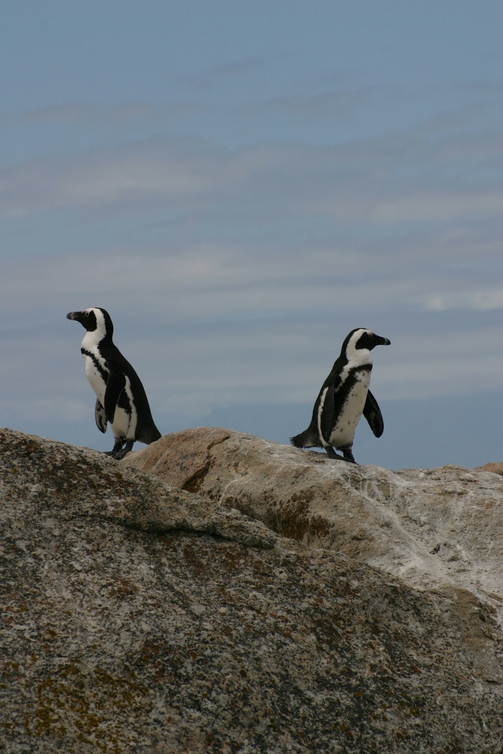 two penguins standing on rock