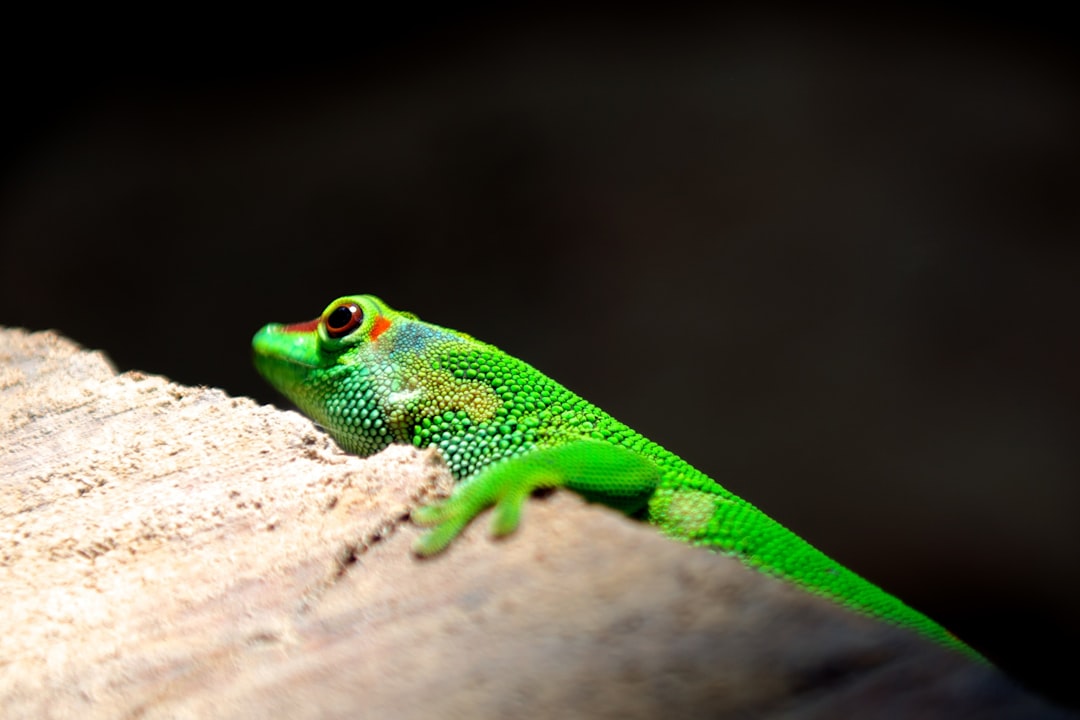 selective focus photography of lizard