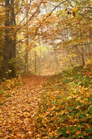 autumn leafed trees