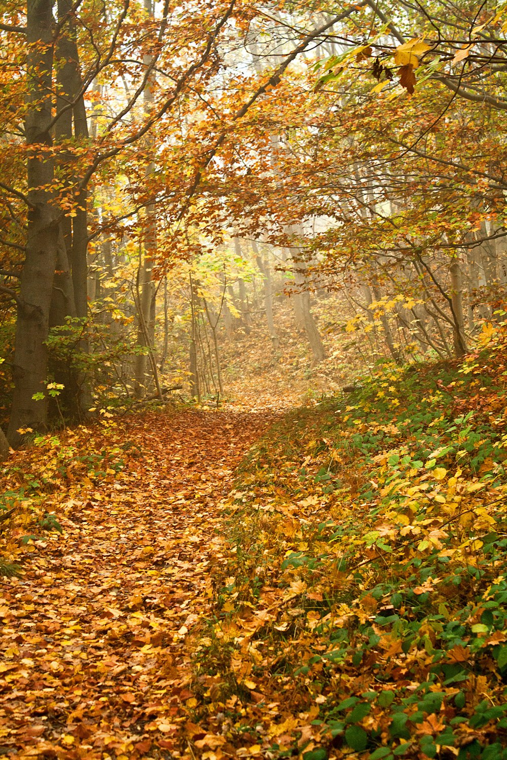 arbres feuillus d’automne