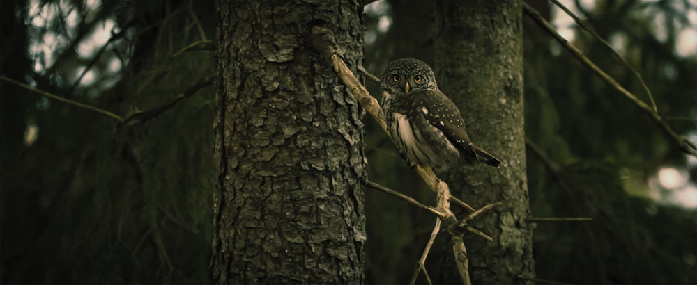 perchoir d’oiseau sur l’arbre