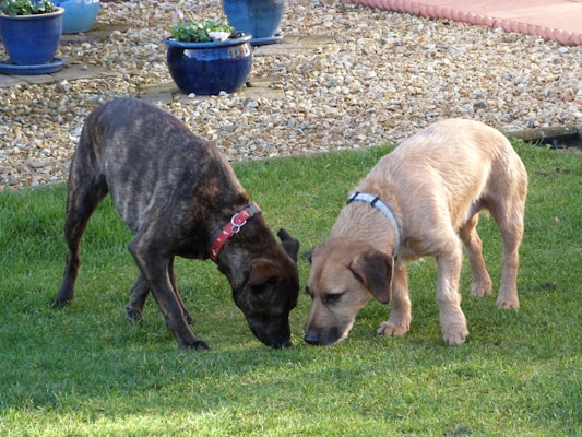 Two dogs are on a grassy lawn, both sniffing the ground intently. One dog is brindle with a red collar, while the other is a light tan color with a blue collar. In the background, there are several blue ceramic pots with plants and flowers, set on a gravel area.