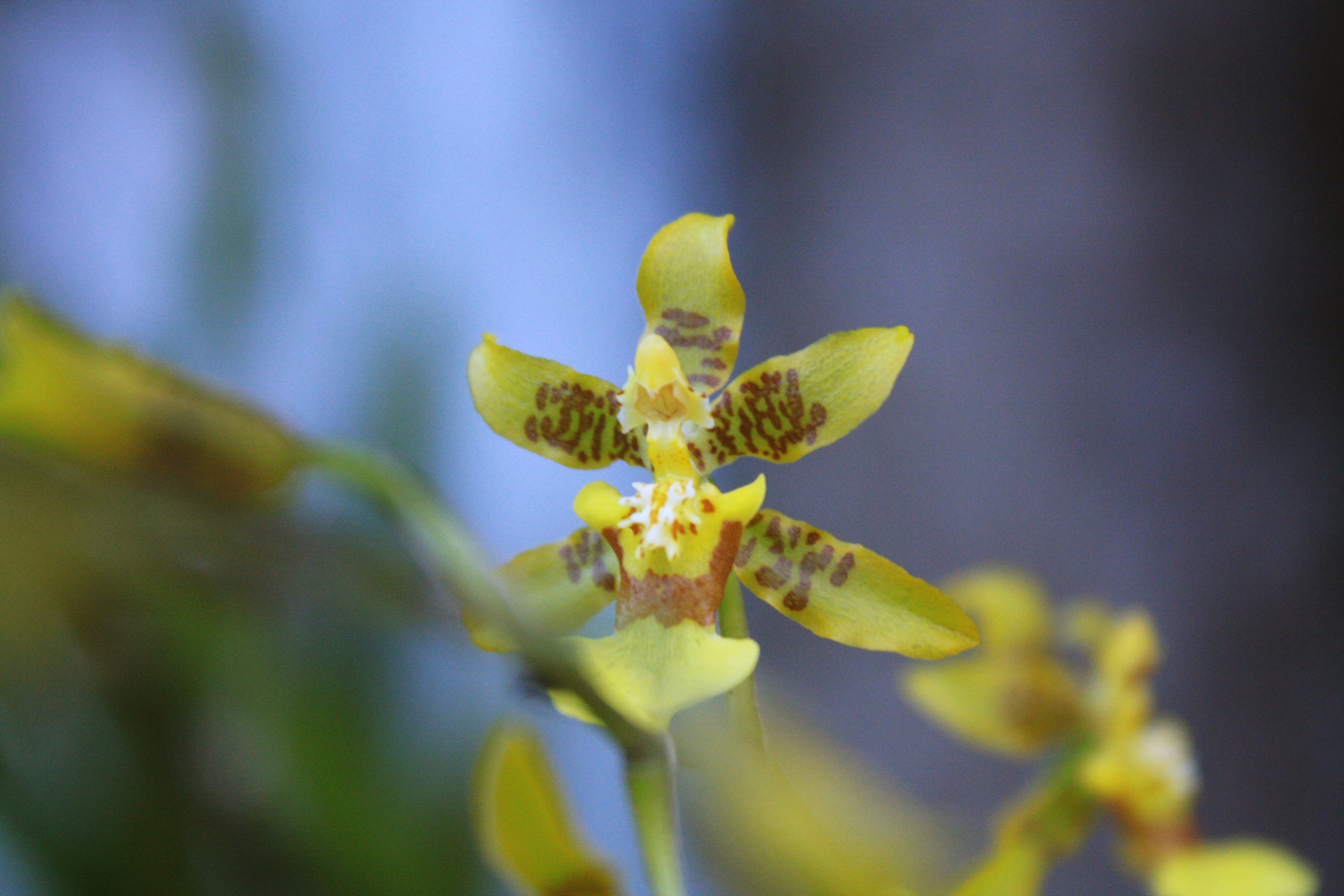 Free Unsplash photo from Daiana Tarica