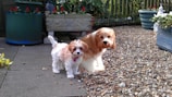 Two small dogs with curly fur stand on a graveled outdoor patio. The area is decorated with various potted plants, including large containers with red flowers and white flowers. The scene is set against a wooden fence with additional greenery, creating a cozy garden atmosphere.