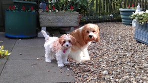 Two small dogs with curly fur stand on a graveled outdoor patio. The area is decorated with various potted plants, including large containers with red flowers and white flowers. The scene is set against a wooden fence with additional greenery, creating a cozy garden atmosphere.