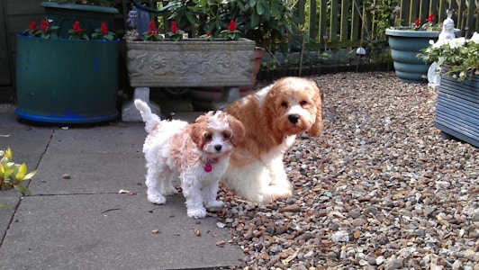 Two small dogs with curly fur stand on a graveled outdoor patio. The area is decorated with various potted plants, including large containers with red flowers and white flowers. The scene is set against a wooden fence with additional greenery, creating a cozy garden atmosphere.