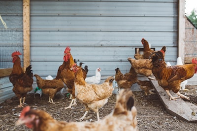A lively group of chickens and Coturnix quails pecking around the barnyard.