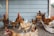 A group of chickens and roosters in a barnyard setting, standing and moving around on a dirt floor. Some chickens are on a wooden ramp, and the backdrop features a light blue wooden barn wall.