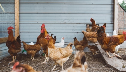 flock of hen near gray wall