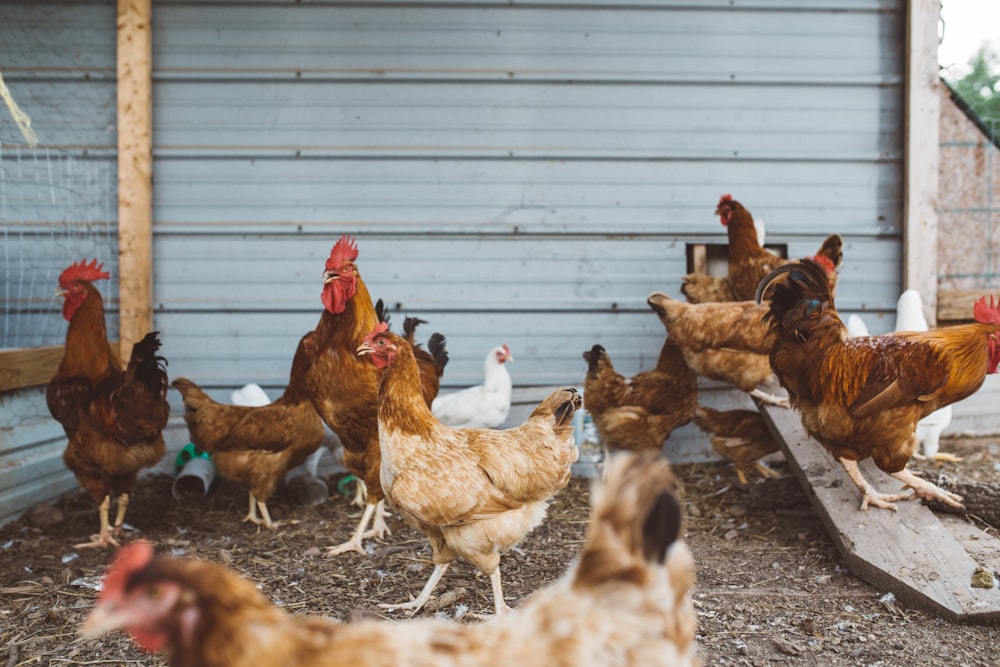 flock of hen near gray wall