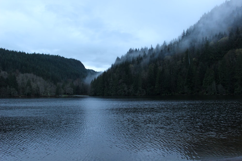 body of water between trees