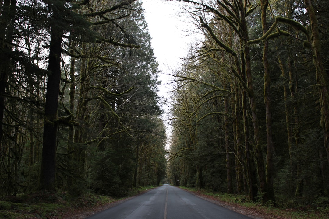 road in forest