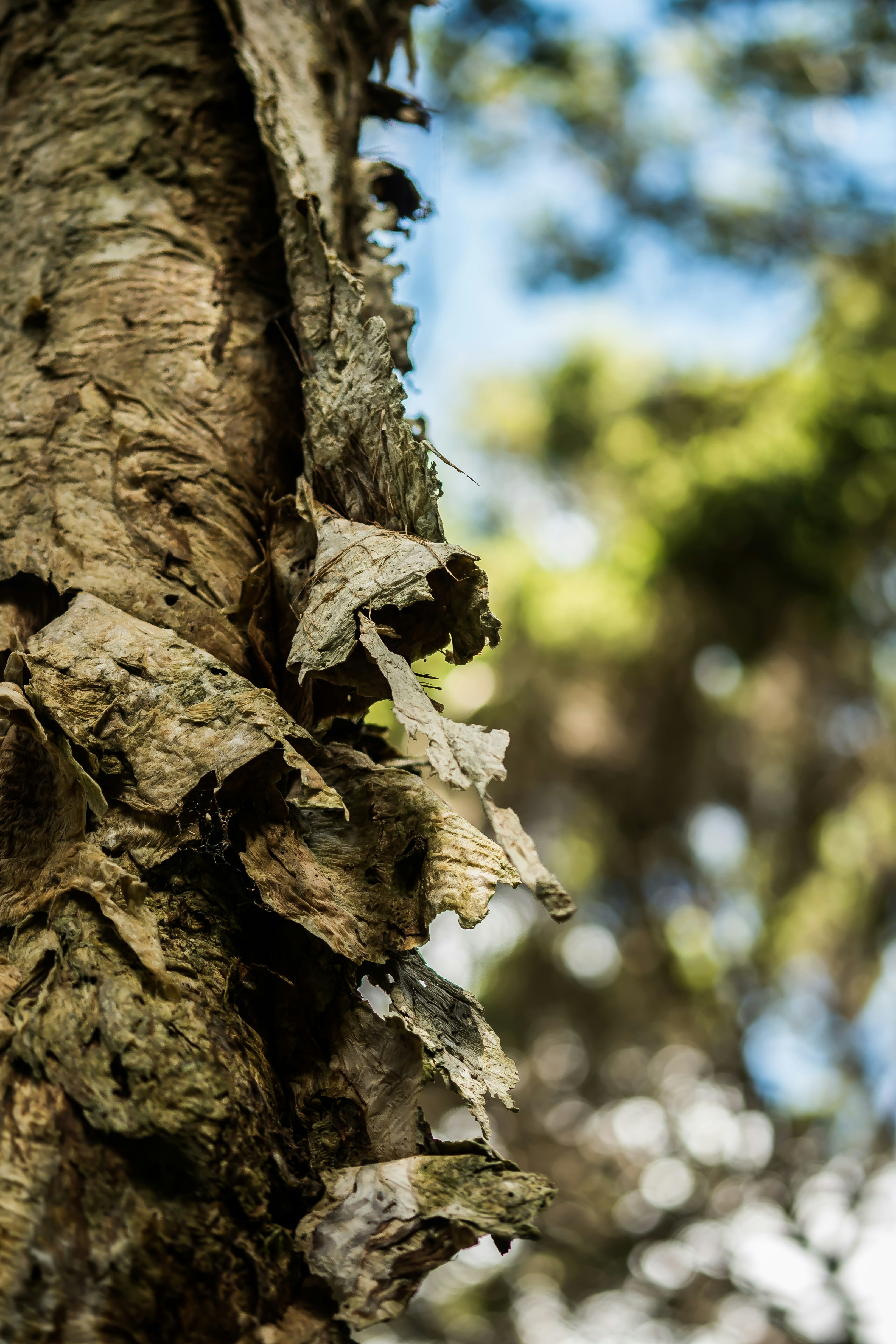 Free Unsplash photo from Alesah Villalon