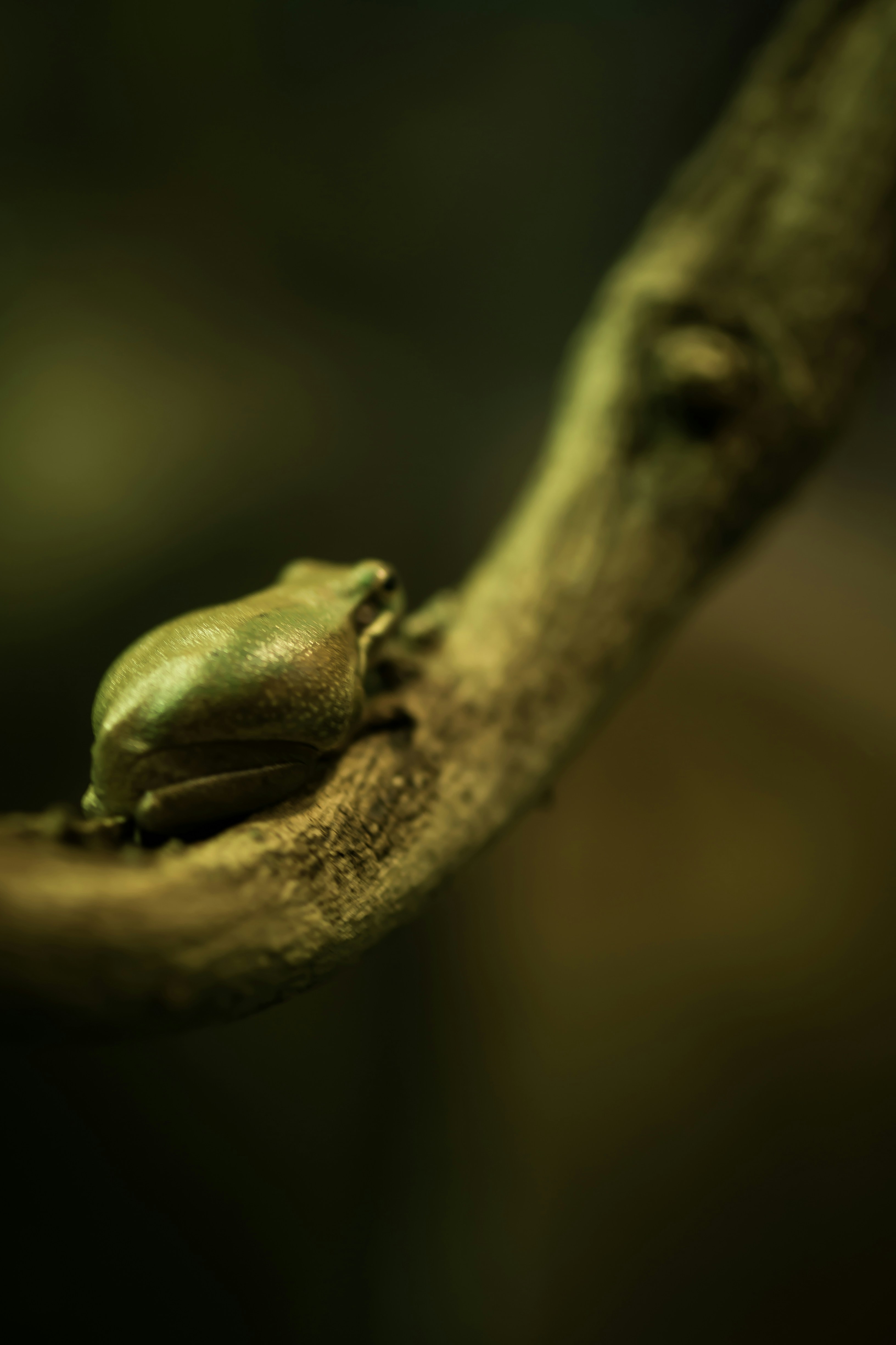 Free Unsplash photo from Alesah Villalon