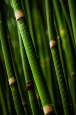macro photography of bamboo branch