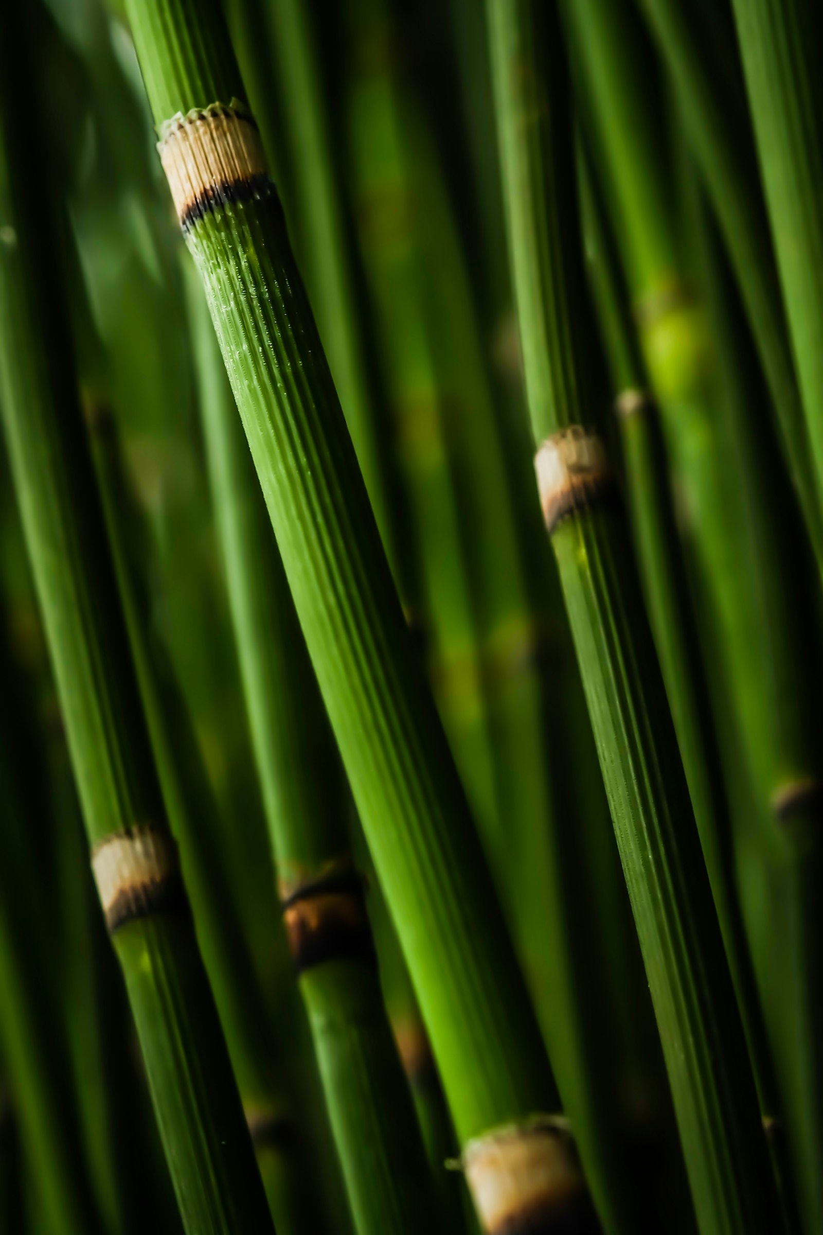 Fujifilm X-A1 + Fujifilm XF 60mm F2.4 R Macro sample photo. Macro photography of bamboo photography