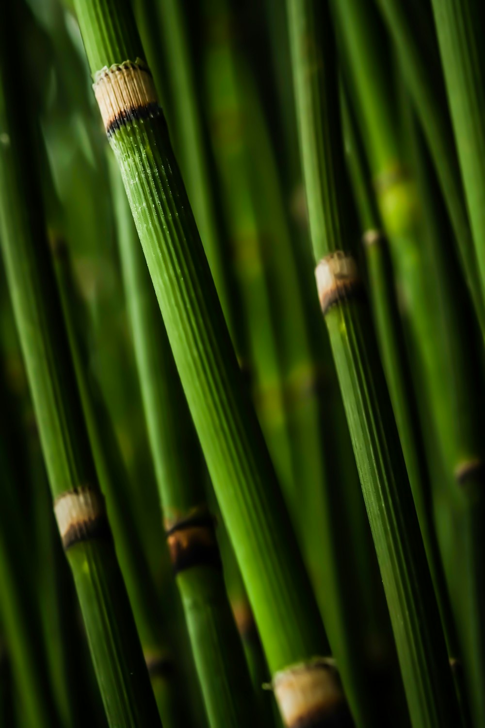 Fotografía macro de rama de bambú
