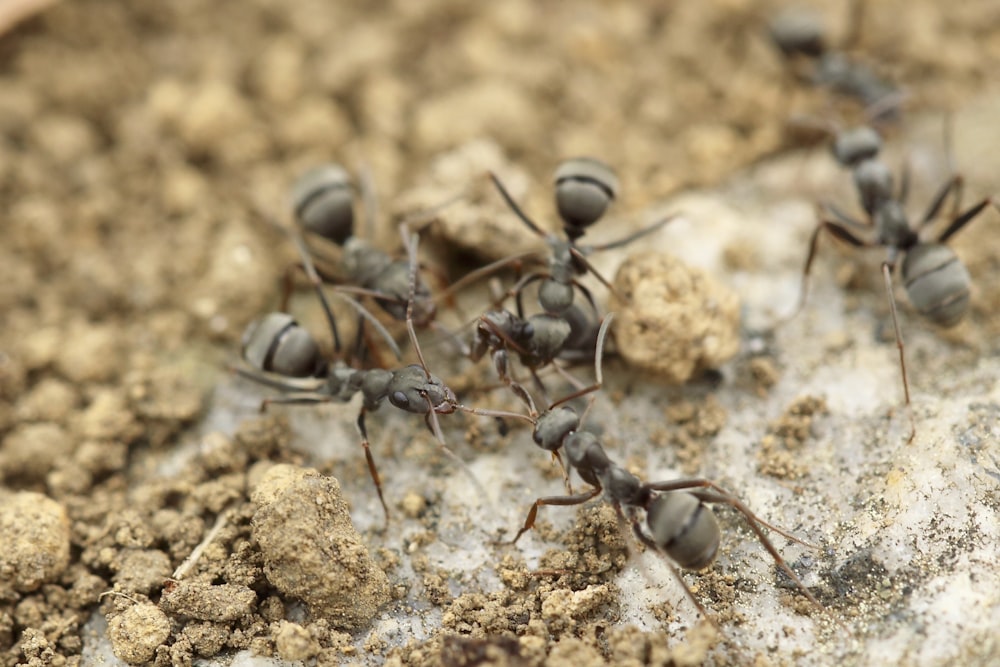 Cuatro hormigas grises
