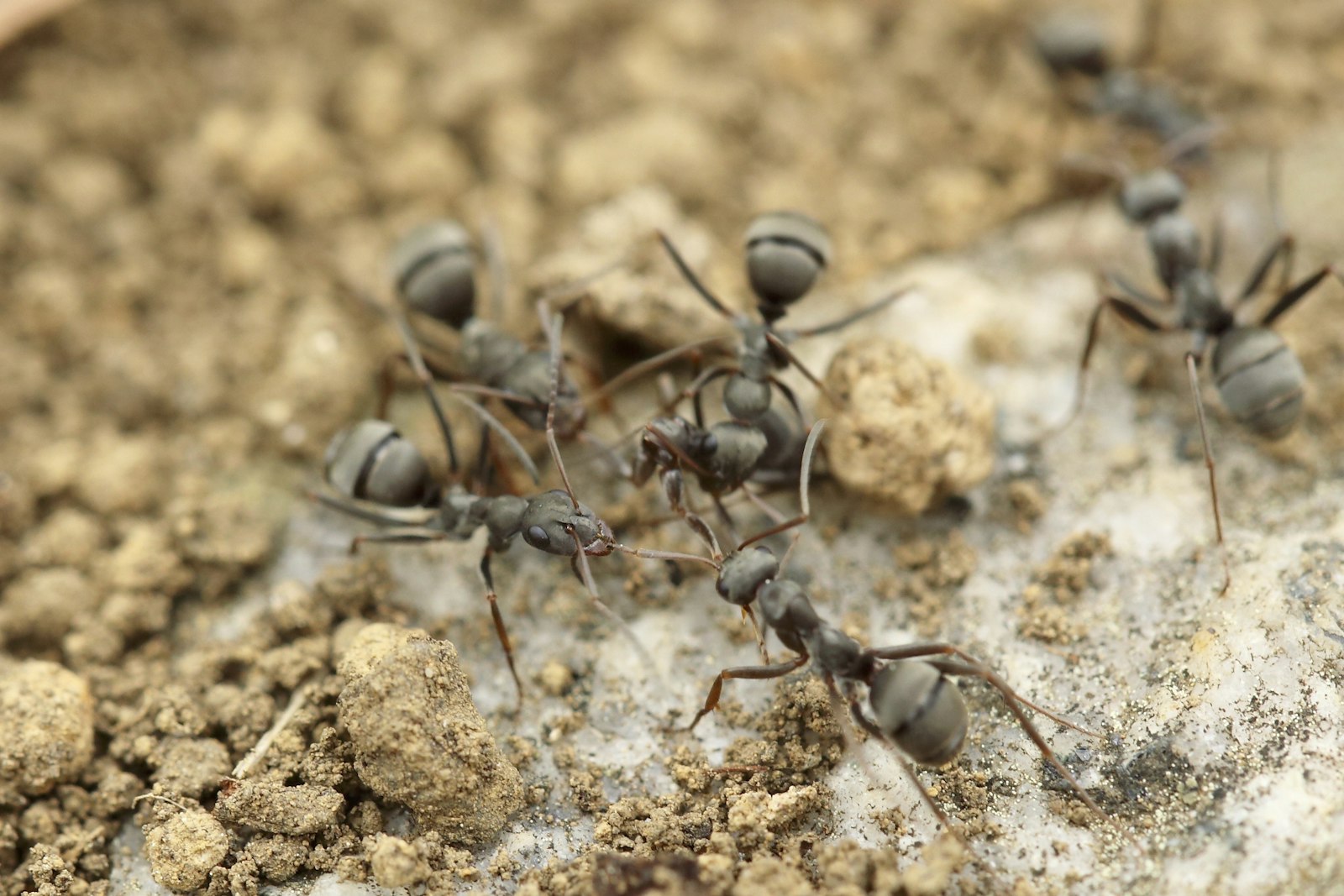 Canon EOS 5D Mark III + Canon EF 100mm F2.8L Macro IS USM sample photo. Four gray ants photography