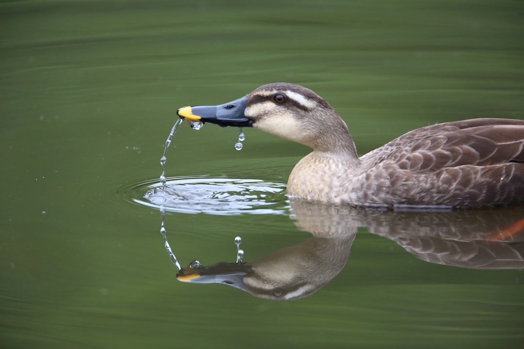 shallow focus photo of mallard duck