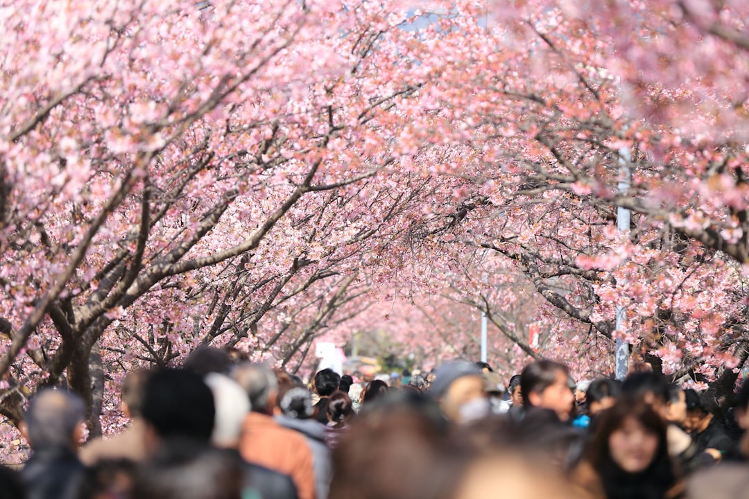 cherry blossom trees