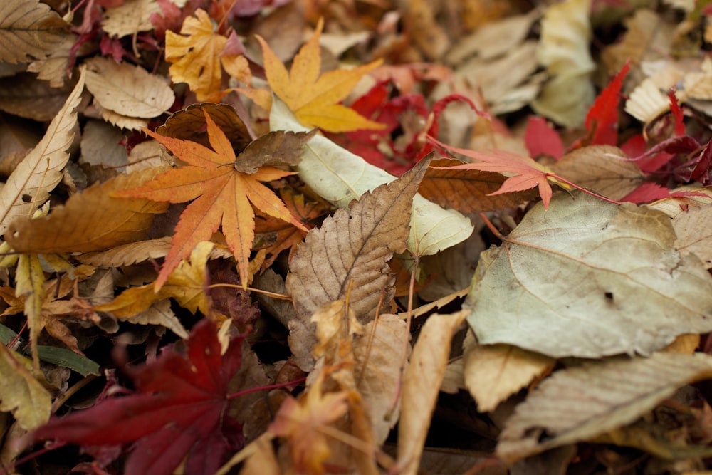 assorted dried leaves