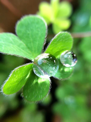 Close-up of a dew drop resting on a vibrant green leaf.