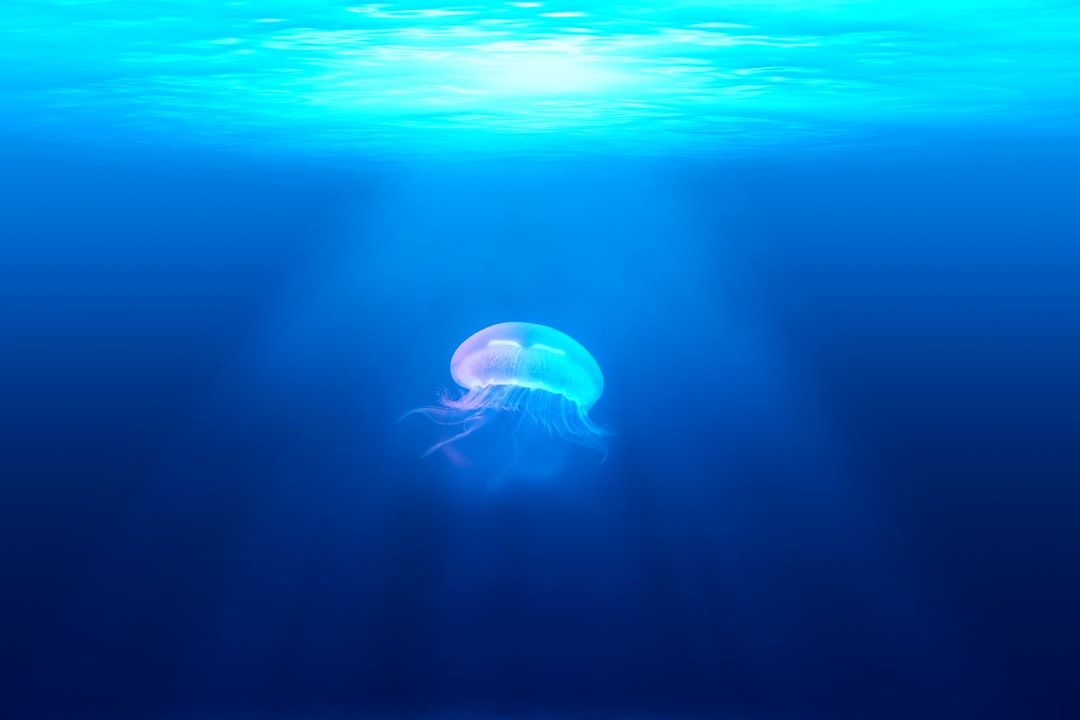  jelly fish in water blue whale