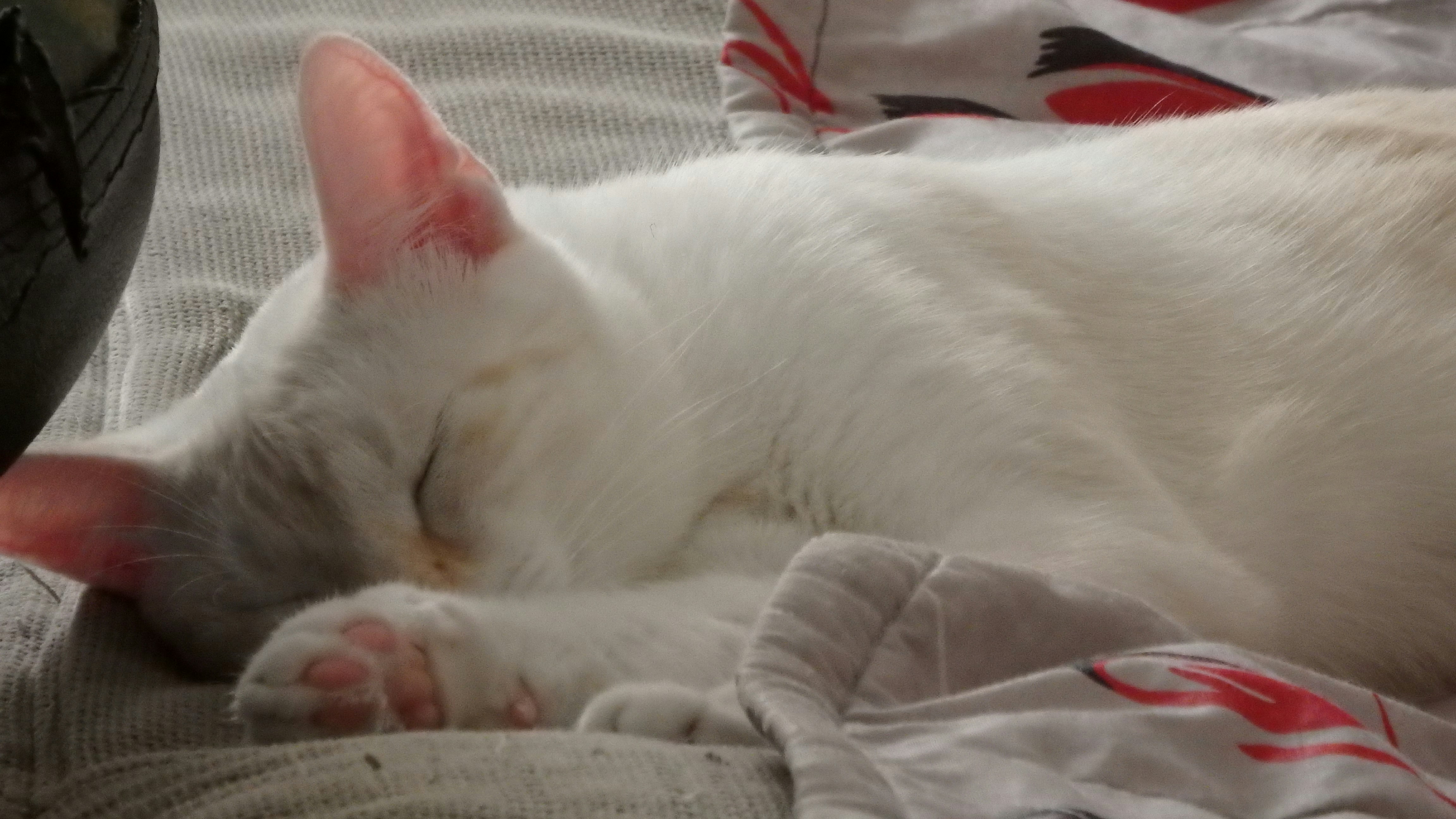 Free Unsplash photo from Manuela Rodrigues