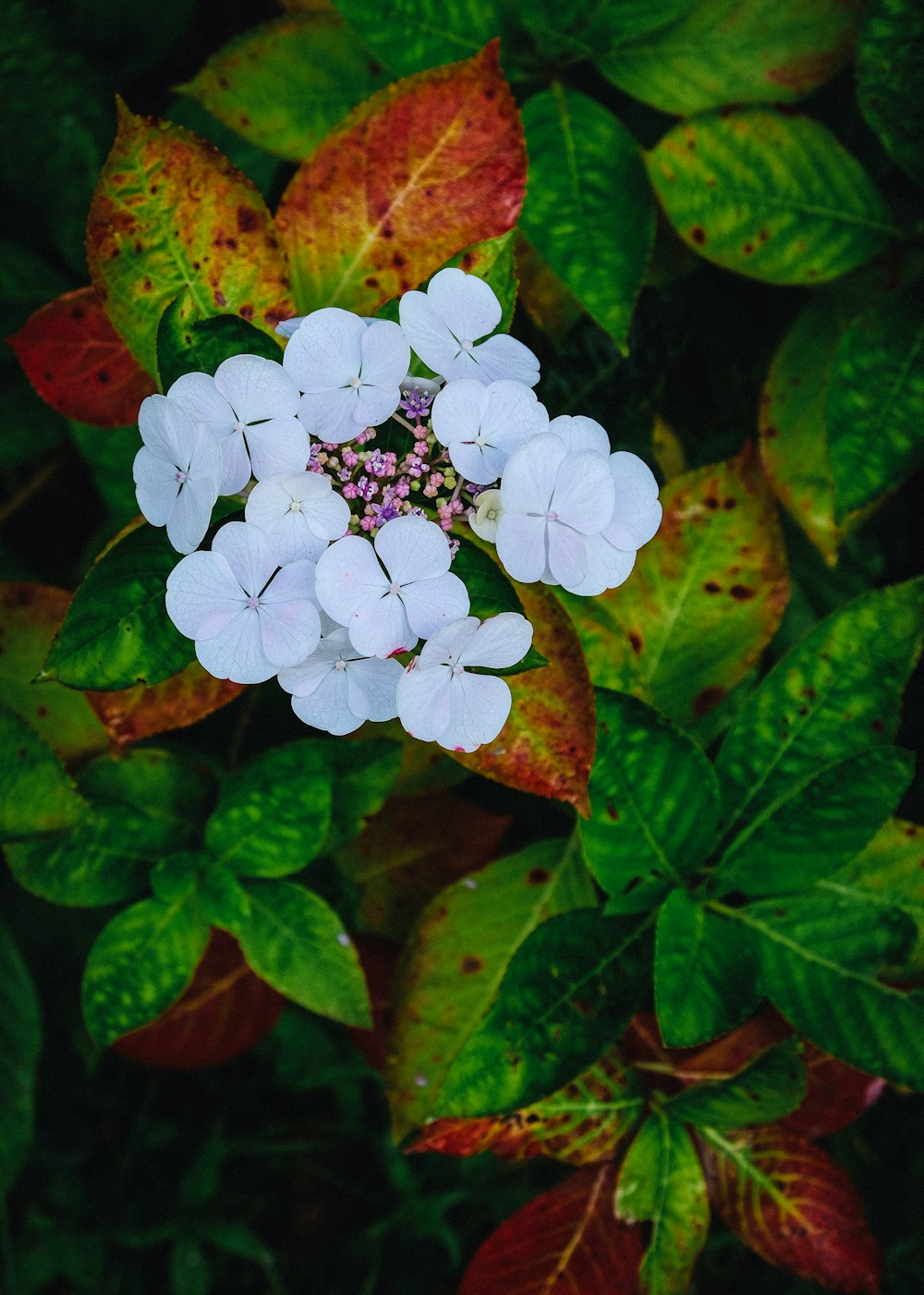 white petaled flower