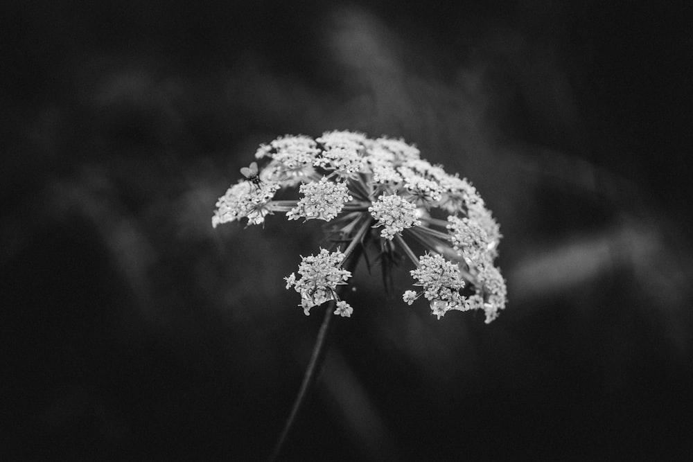 Photographie en niveaux de gris de fleur en grappe