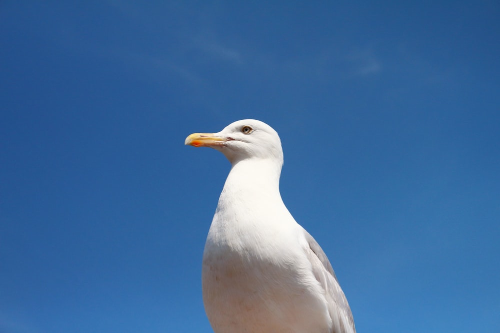 weißer Vogel