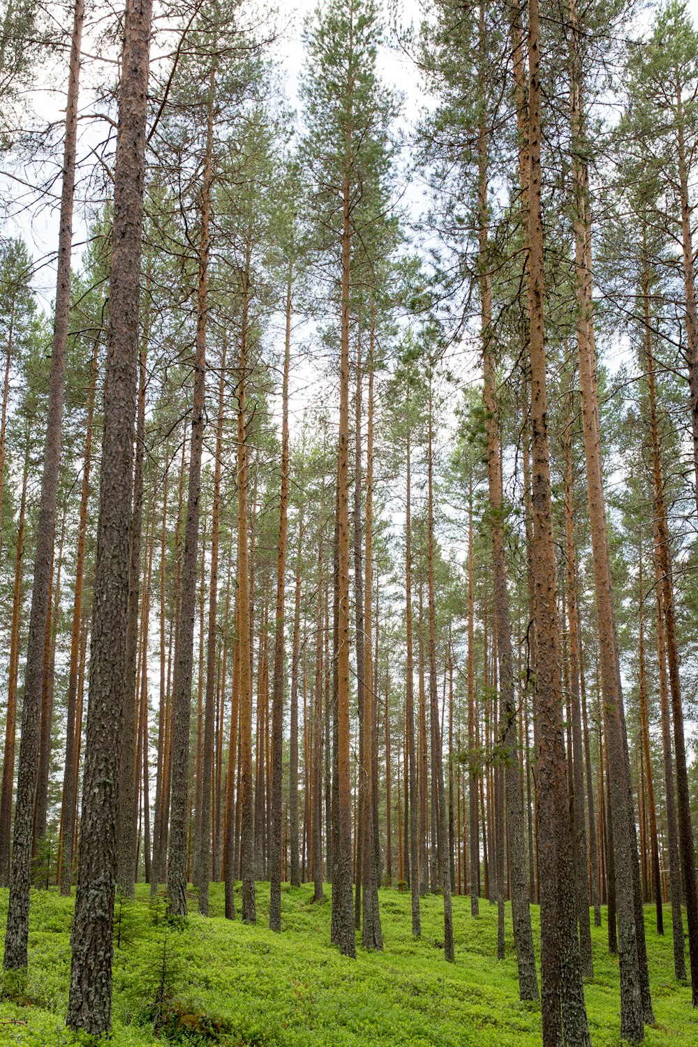 bosques durante o dia