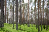 photography of trees during daytime