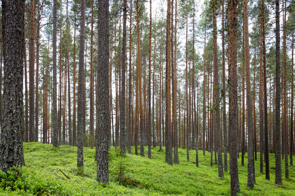 photography of trees during daytime