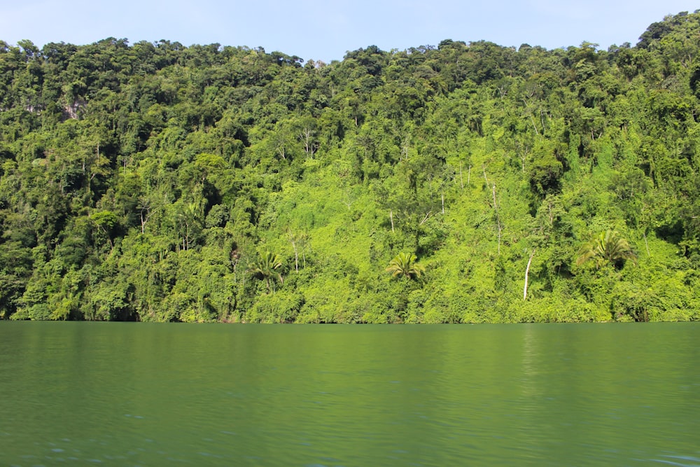 árboles verdes junto al río