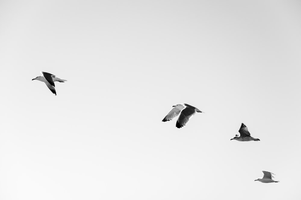 Cuatro gaviotas blancas y negras volando durante el día