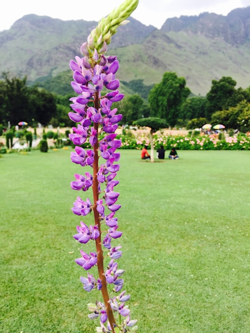 A tall lupine plant with vibrant purple flowers stands prominently in a garden. The background features a lush green lawn, trees, and mountains under a partly cloudy sky. Several people are sitting or walking in the distance, enjoying the serene landscape.