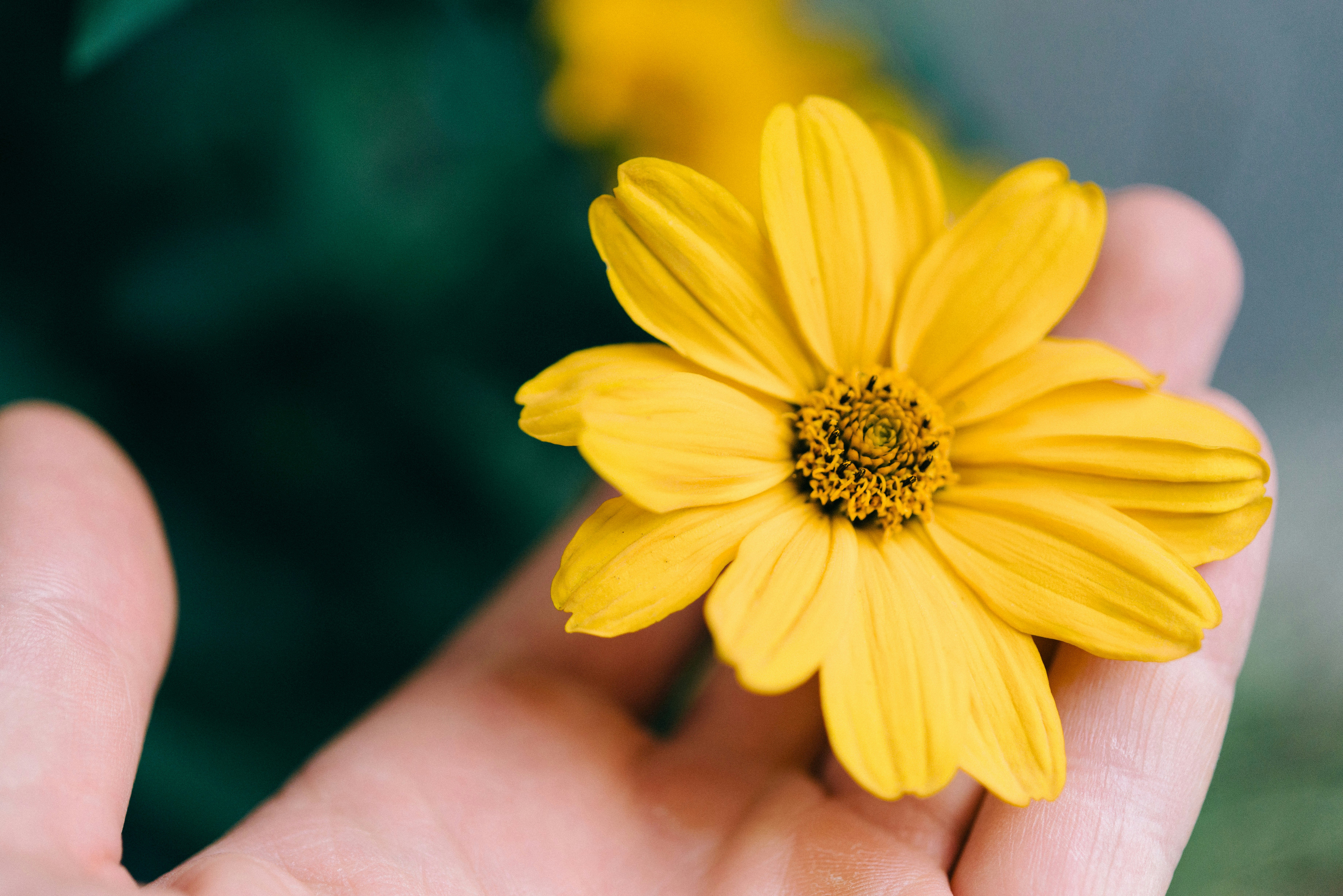 person holding yellow daisy flower