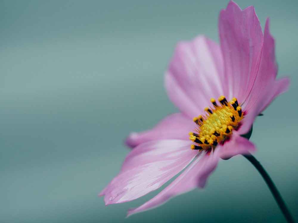 fotografia macro fotografada da flor de pétalas cor-de-rosa