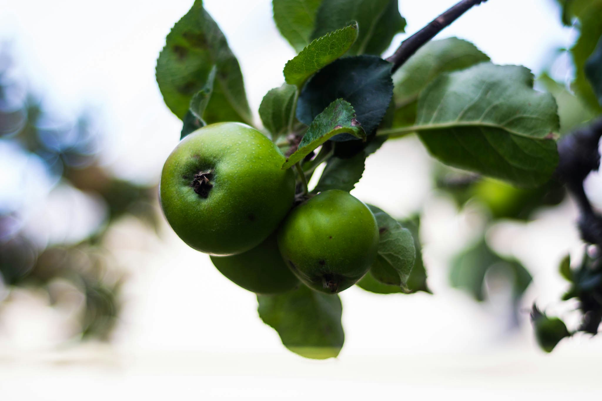 Free Unsplash photo from Roman Polidario