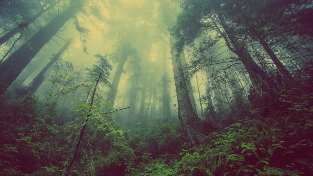 green leafed trees