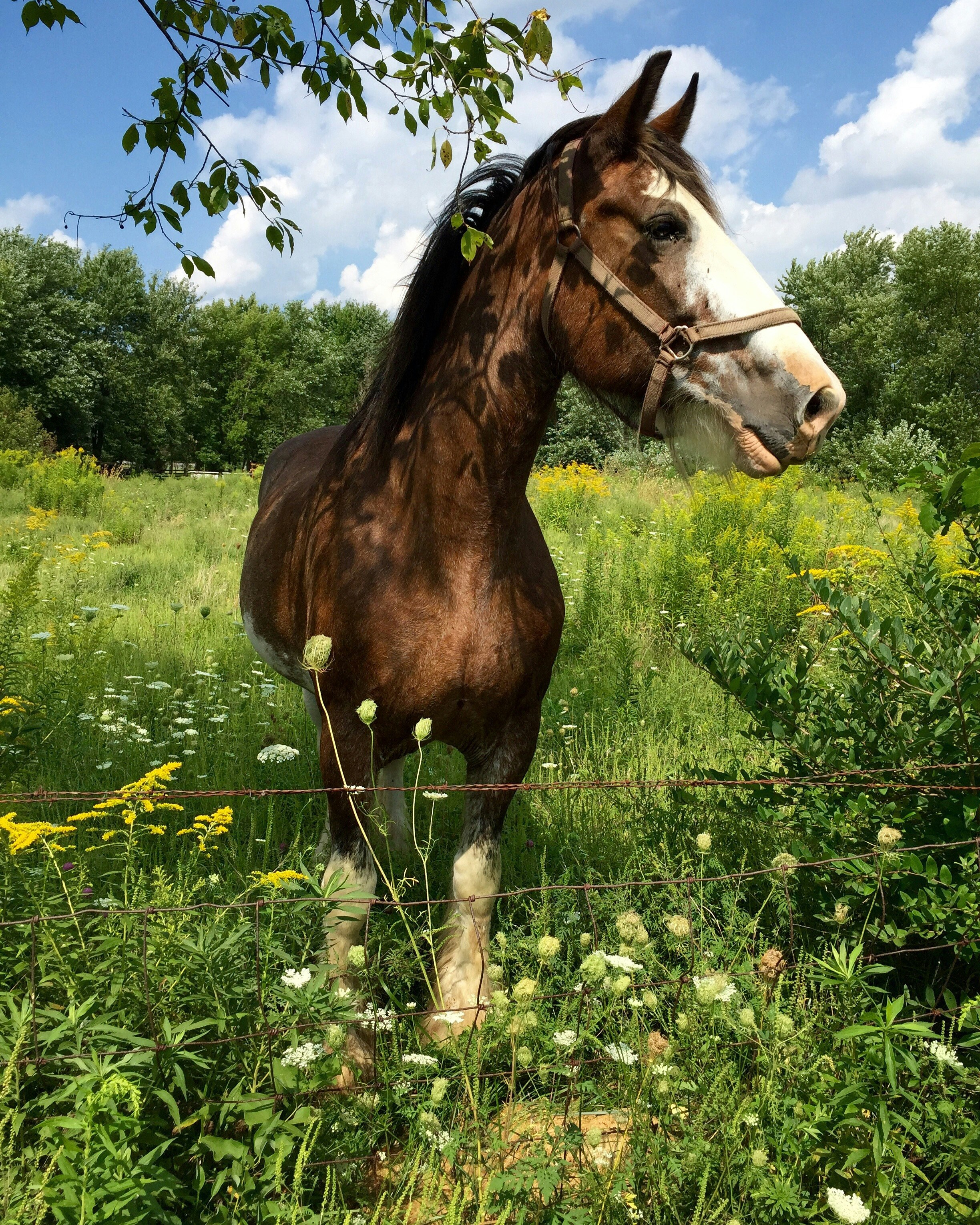 Cavalo Mangalarga Marchador