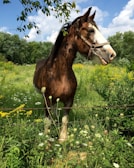 A majestic Friesian mare standing in a green pasture.