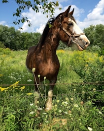 A stunning Friesian gelding standing majestically in a lush green pasture.