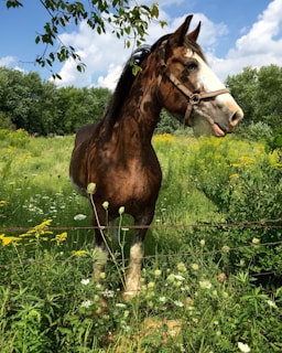 A stunning Friesian gelding standing majestically in a lush green pasture.