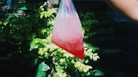 A plastic bag containing a bright red and pink liquid with ice, held up against a background of lush green foliage. A purple straw is visible inside the bag.
