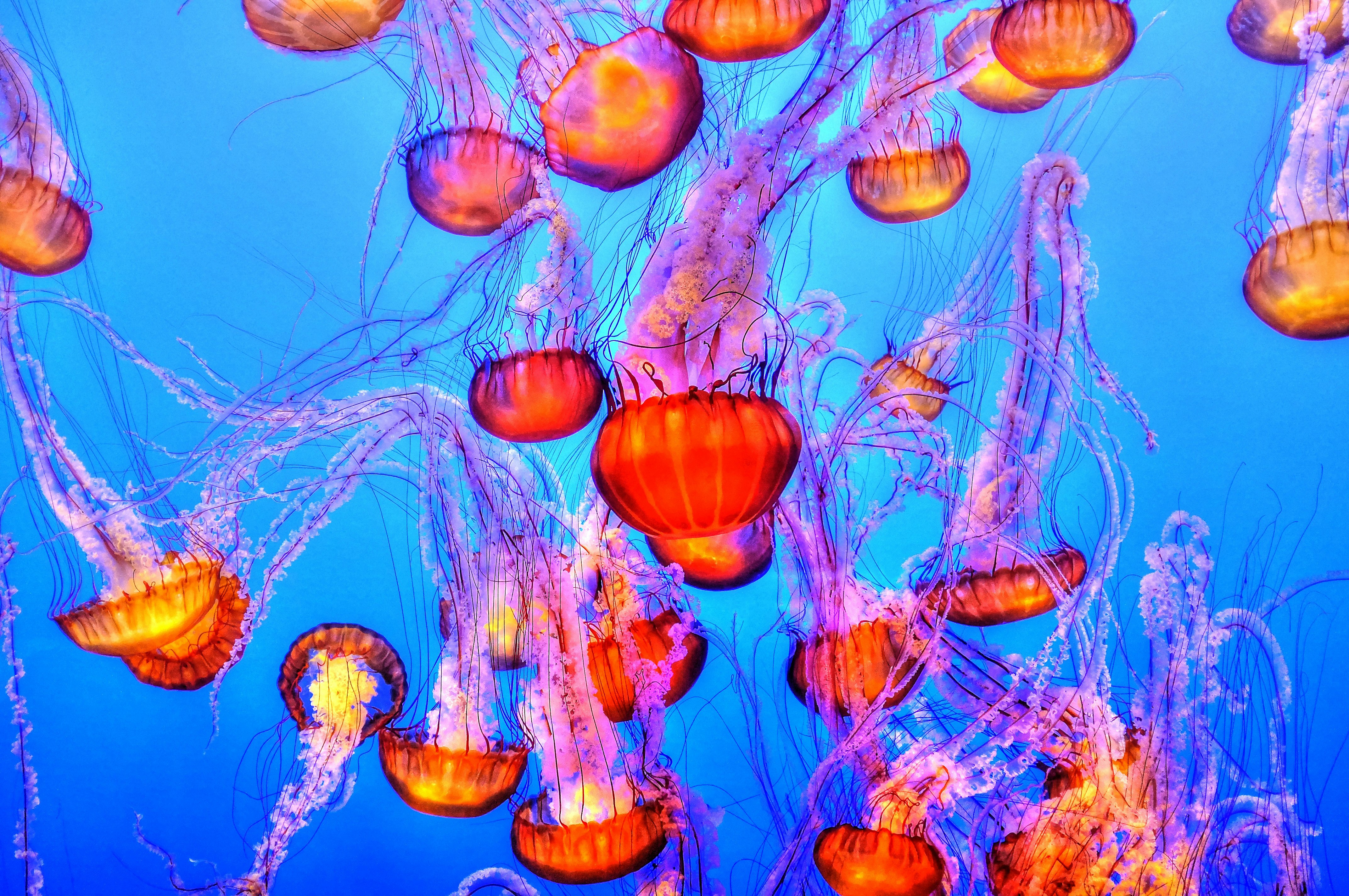 orange jelly fishes