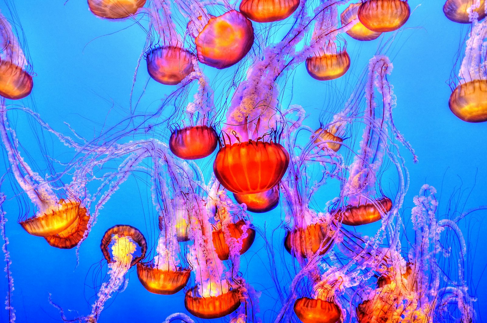 Fujifilm FinePix X100 sample photo. Orange jelly fishes photography