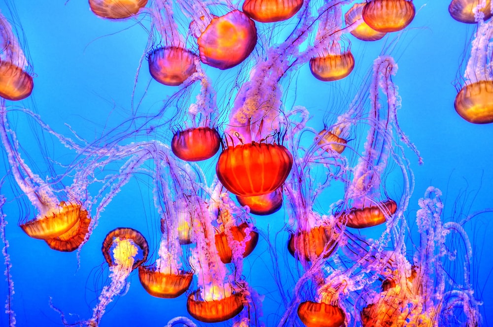 orange jelly fishes